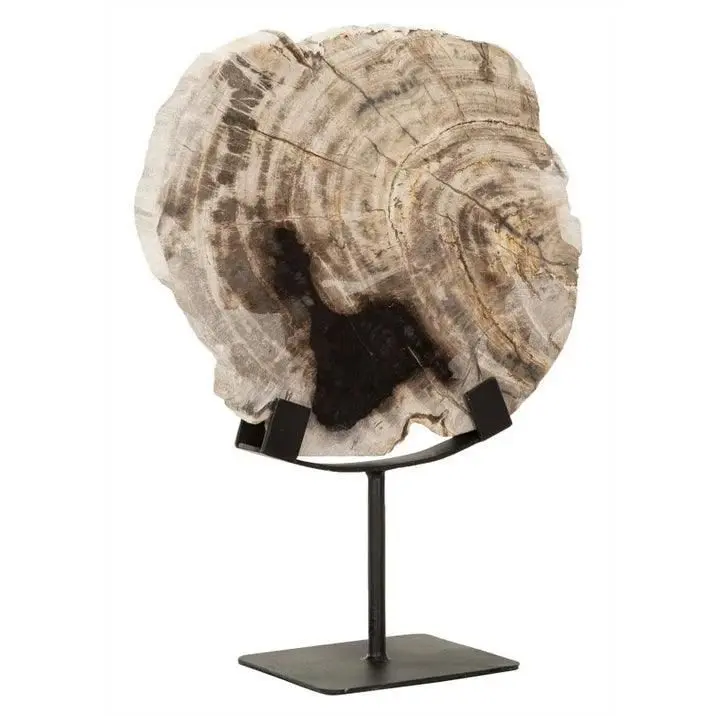 Beeld Fossil Versteend Hout Naturel MUST Living