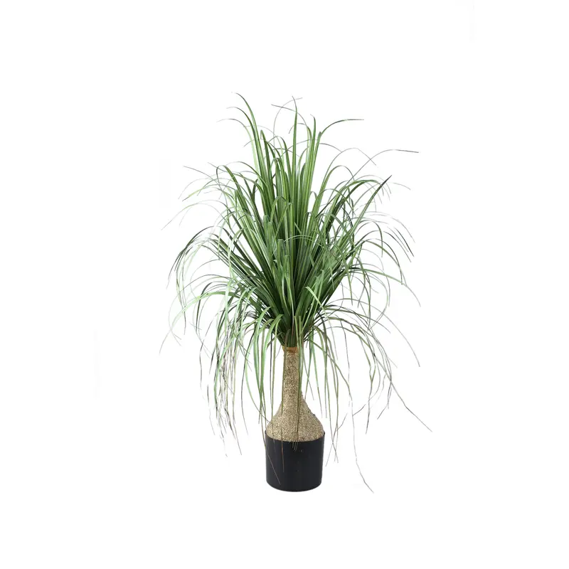 Leaves Plant Green Onion Grass On Coconut Tree A PTMD