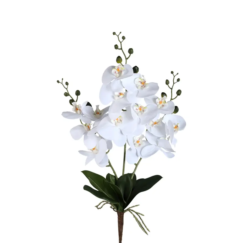 Orchid Flower White Phalaenopsis Plant Bush PTMD