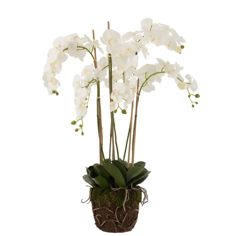 Orchidee In Aarde Plastiek Wit/Groen Extra Large L60cmb53cmh104cm