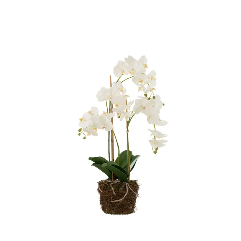 Orchidee In Aarde Plastiek Wit/Groen Large 32x32x75cm