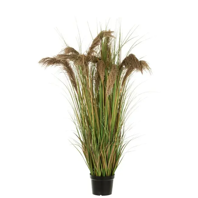 Pampas Gras 5 Koppen In Pot Small J-Line