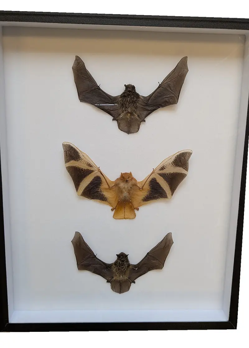 Succubus Curiosities 3 Bats in a Frame