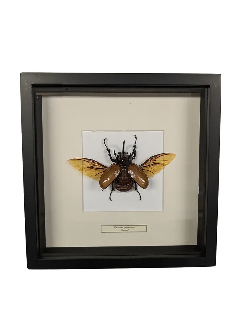 Succubus Curiosities Antenna Rhinoceros Beetle Black Frame