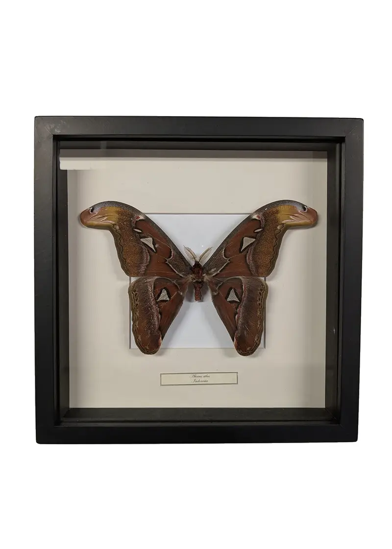 Succubus Curiosities Atlas Butterfly in Frame