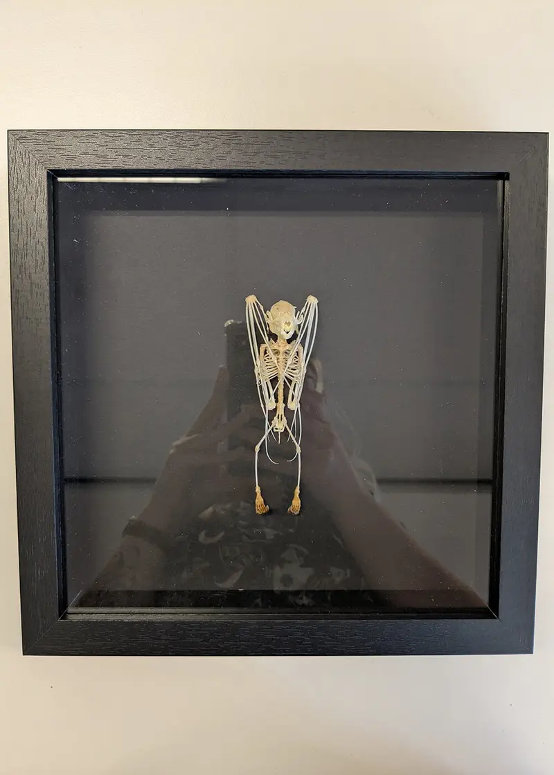 Succubus Curiosities Bat Skeleton in Frame