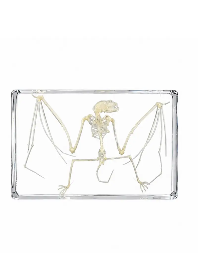 Succubus Curiosities Bat Skeleton in Resin