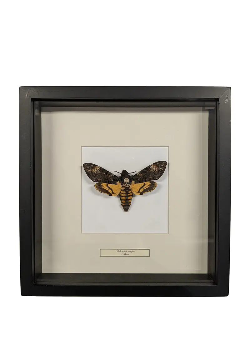 Succubus Curiosities Death's-head Hawk Moth in Frame