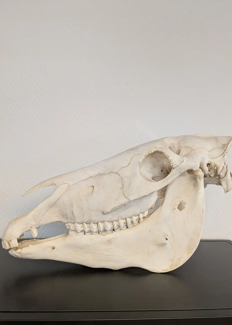 Succubus Curiosities Donkey Skull