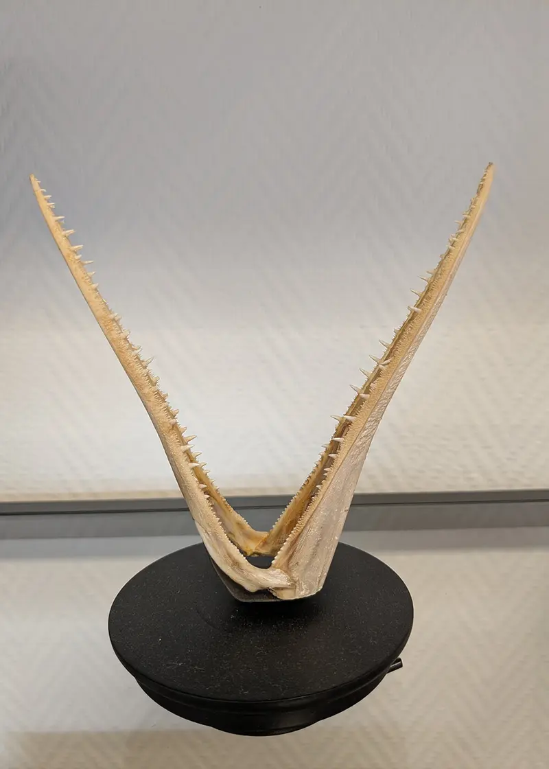 Succubus Curiosities Fish Trophy