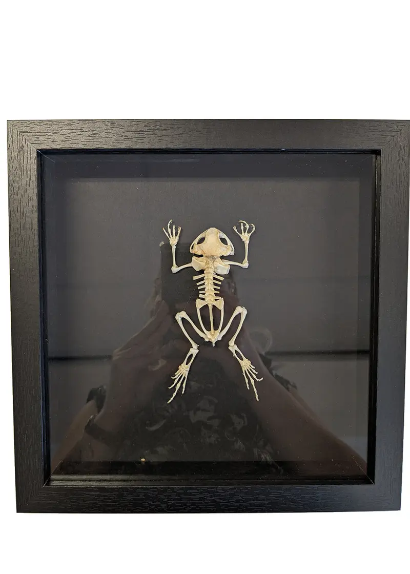 Succubus Curiosities Frog Skeleton in Frame