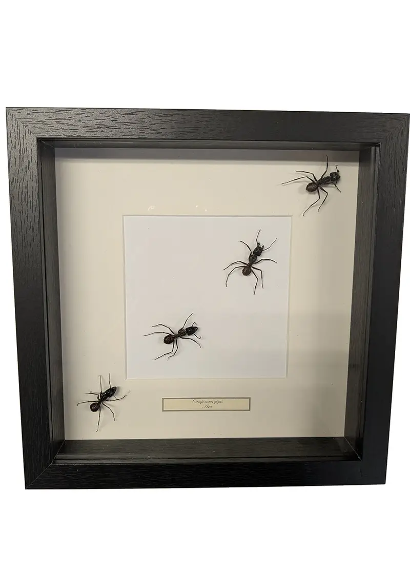 Succubus Curiosities Giant Ants in Black Frame
