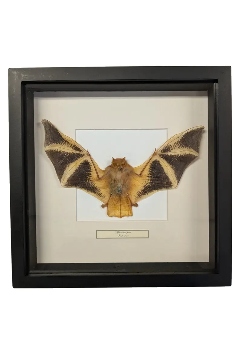 Succubus Curiosities Golden Bat in Frame