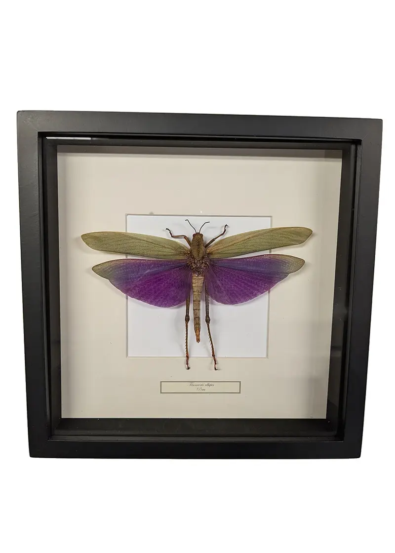 Succubus Curiosities Grasshopper in Frame