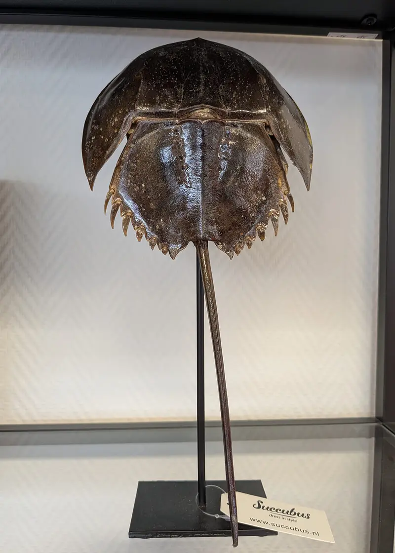 Succubus Curiosities Horseshoe Crab on Stand