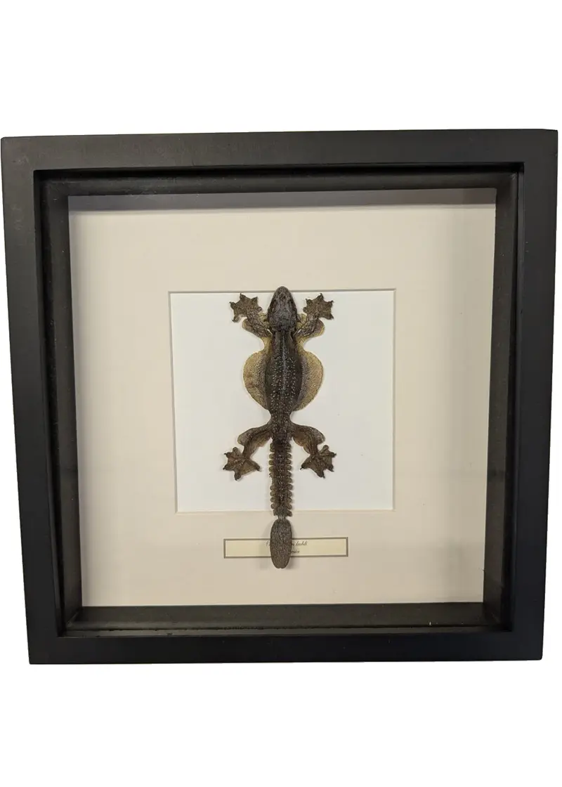 Succubus Curiosities Lizard in Frame