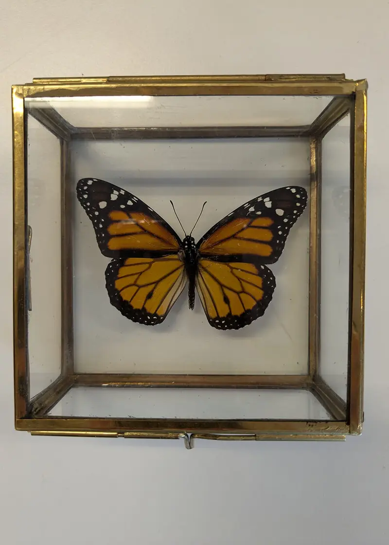 Succubus Curiosities Monarch Butterfly in Glass Case