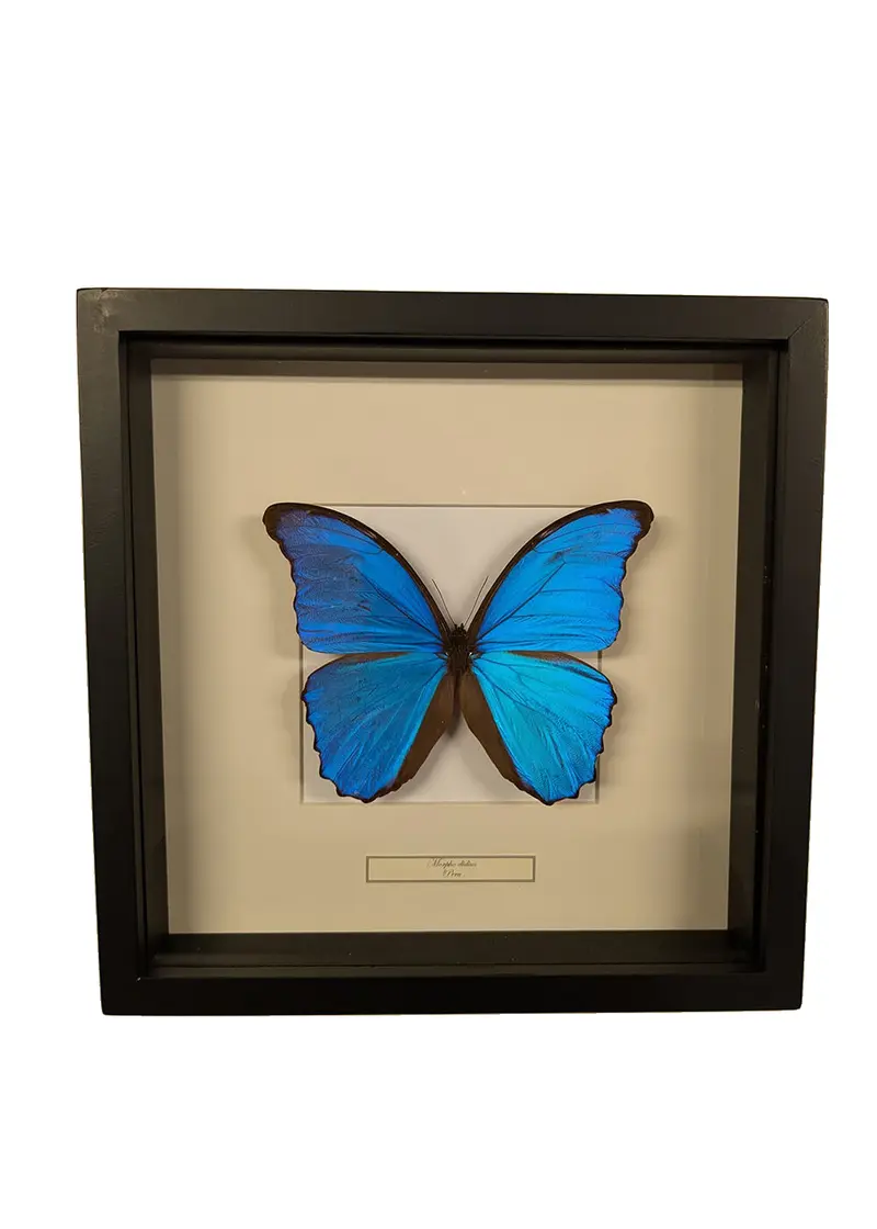 Succubus Curiosities Morpho Didius in Frame