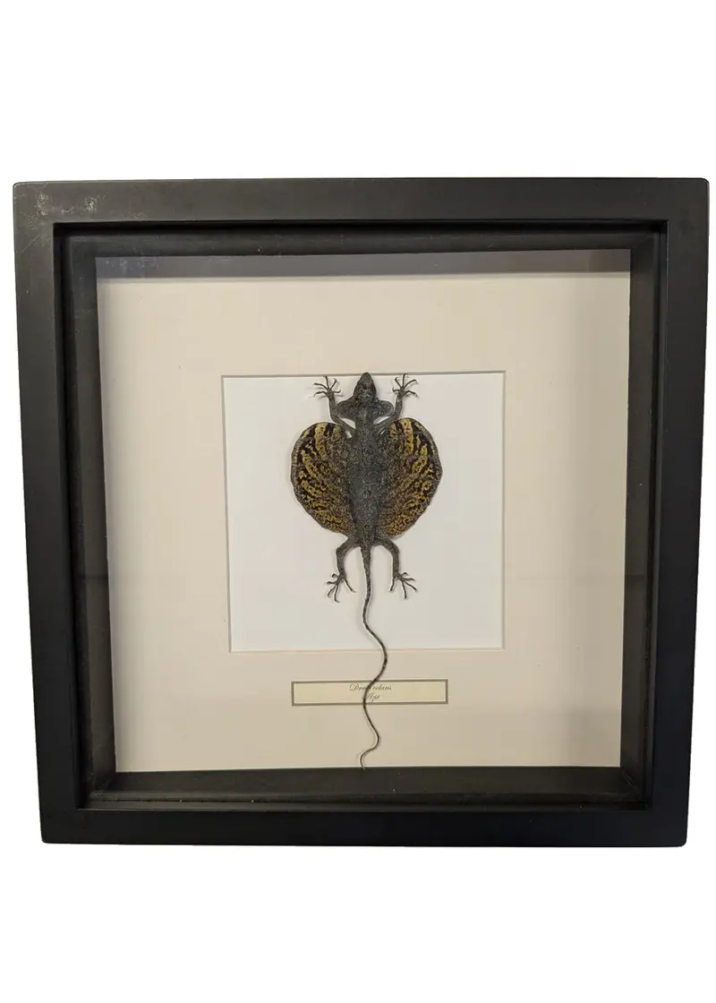 Succubus Curiosities Mounted Flying Dragon in Frame