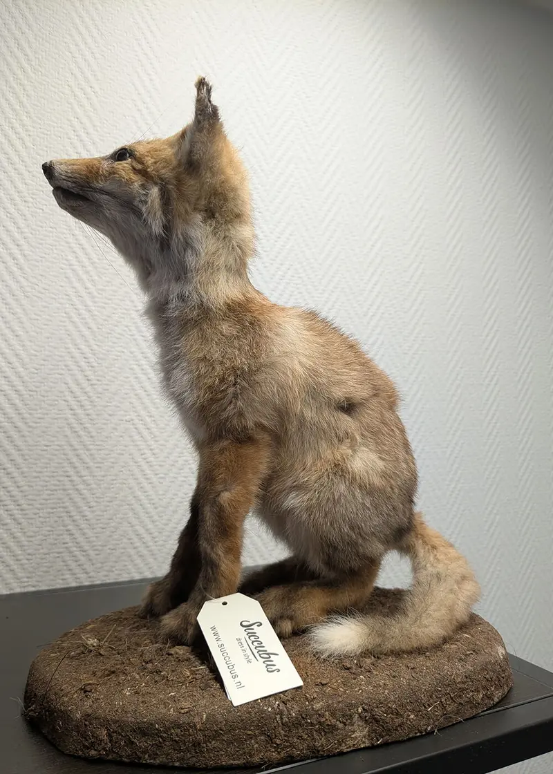 Succubus Curiosities Mounted Juvenile Fox