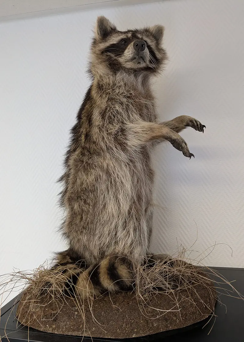 Succubus Curiosities Mounted Raccoon