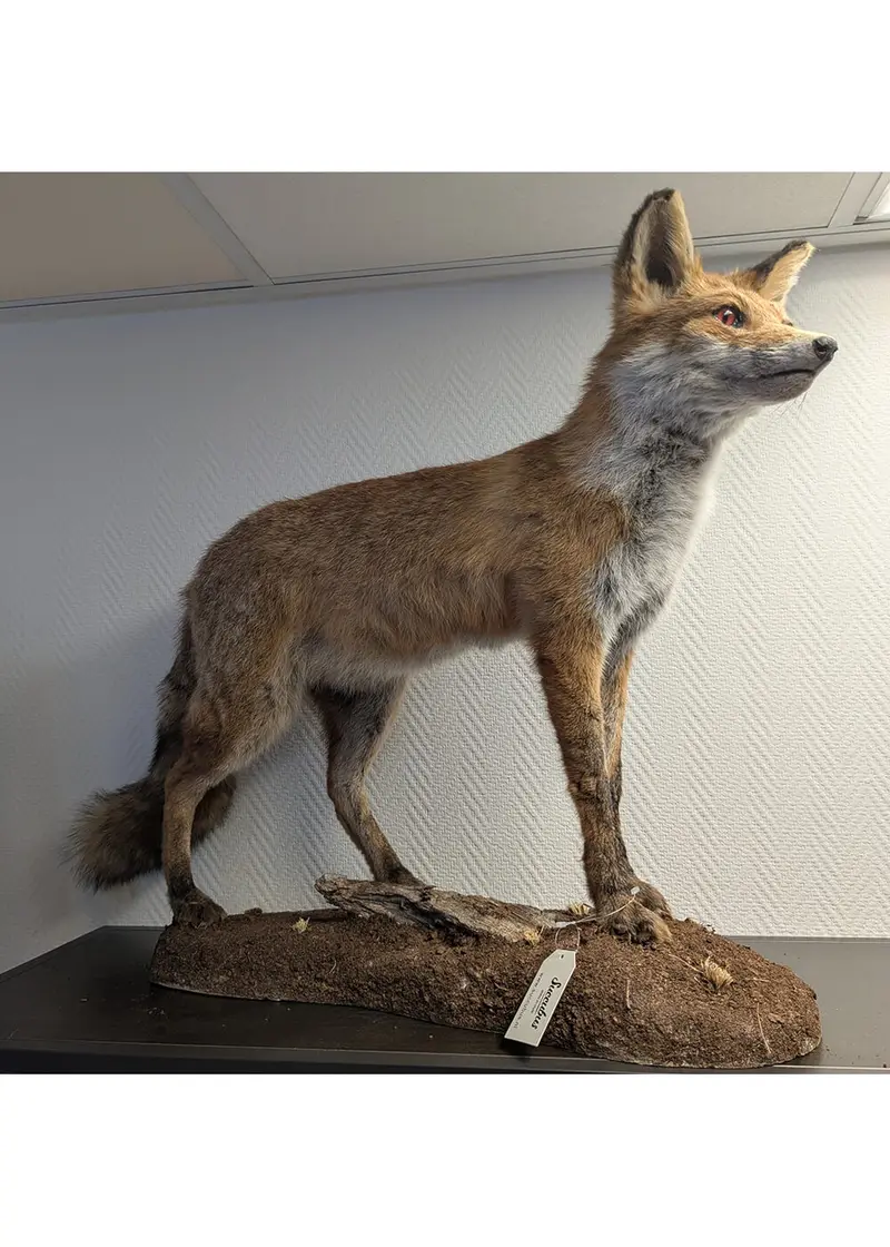 Succubus Curiosities Mounted Walking Fox