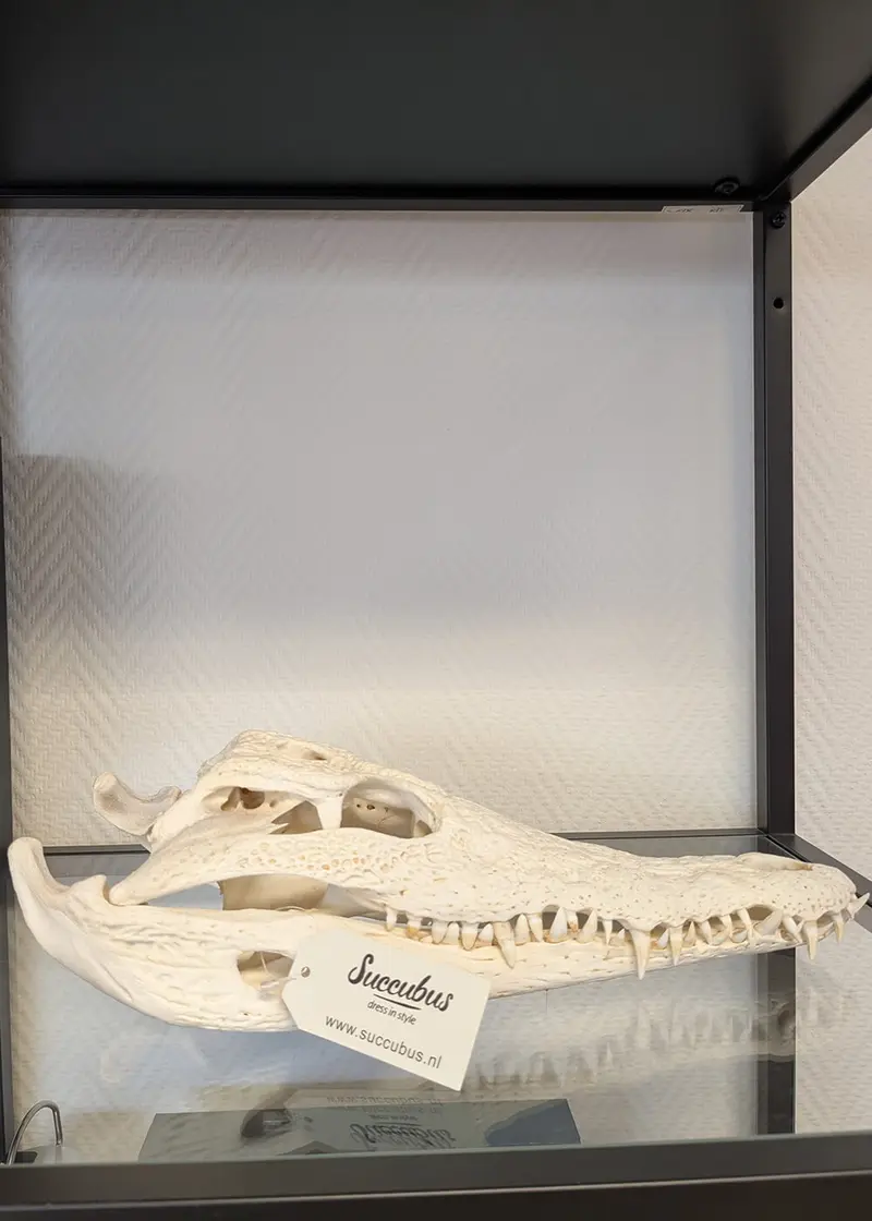Succubus Curiosities Nile Crocodile Skull