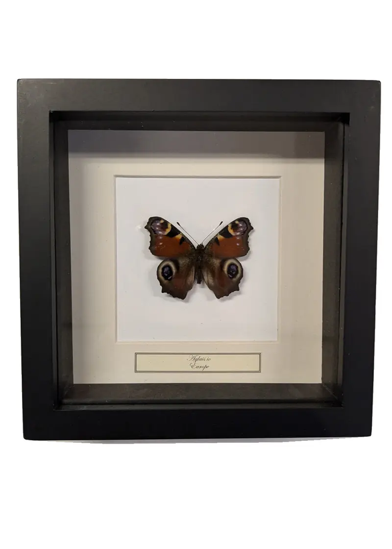 Succubus Curiosities Peacock Butterfly in Frame