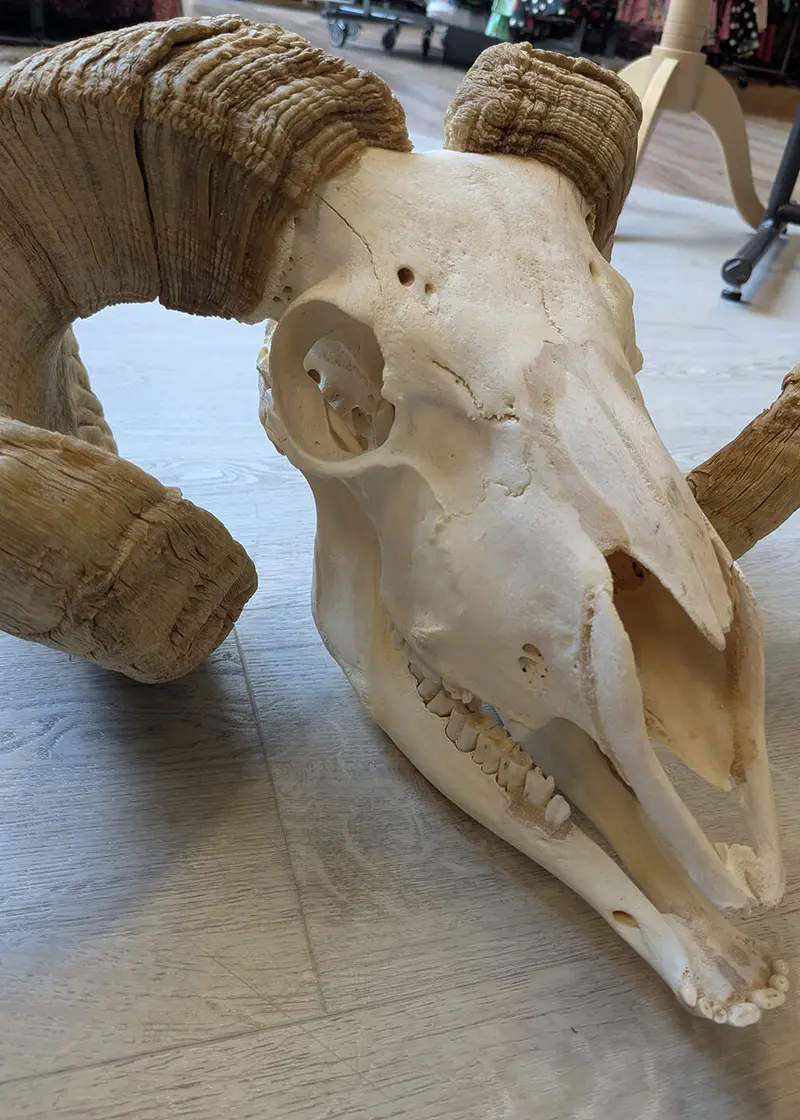 Succubus Curiosities Ram Skull