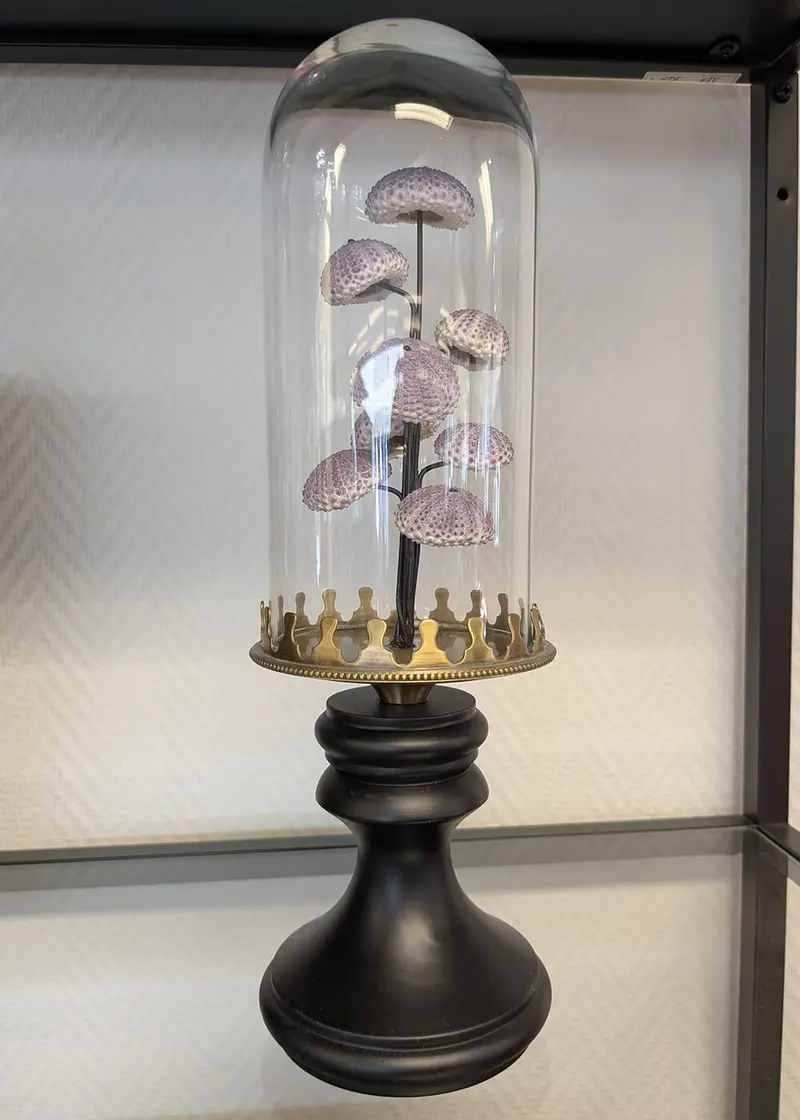 Succubus Curiosities Sea Urchin in Glass Dome
