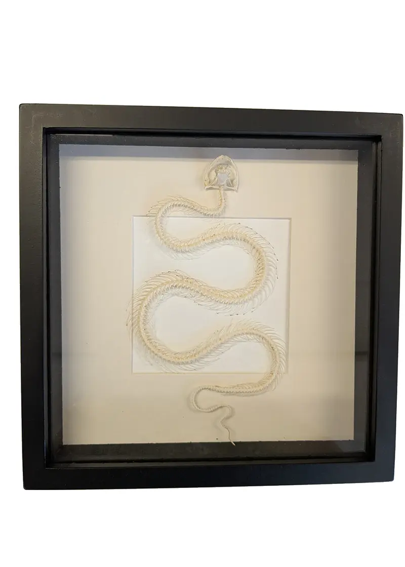 Succubus Curiosities Snake Skeleton in Frame White
