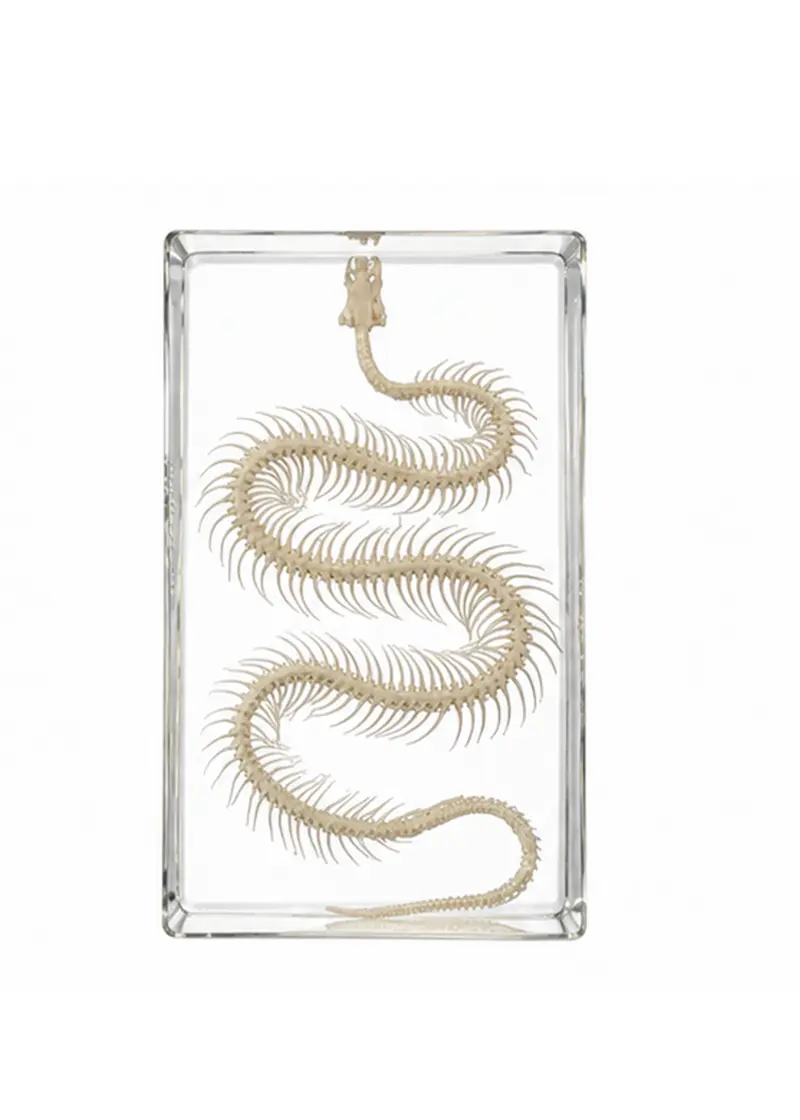 Succubus Curiosities Snake Skeleton in Resin