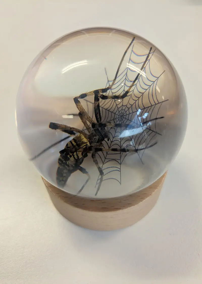 Succubus Curiosities Spider in Resin Orb