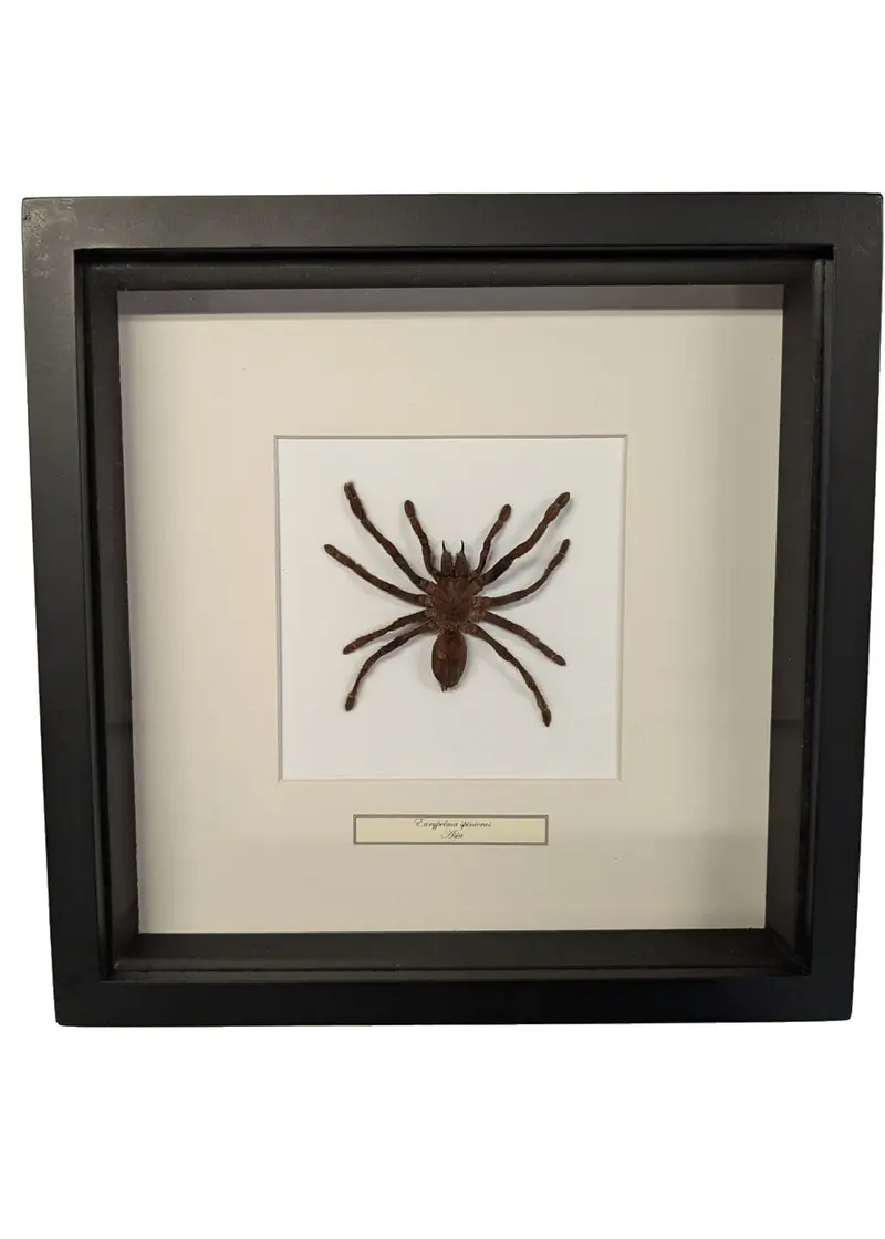 Succubus Curiosities Tarantula in Frame