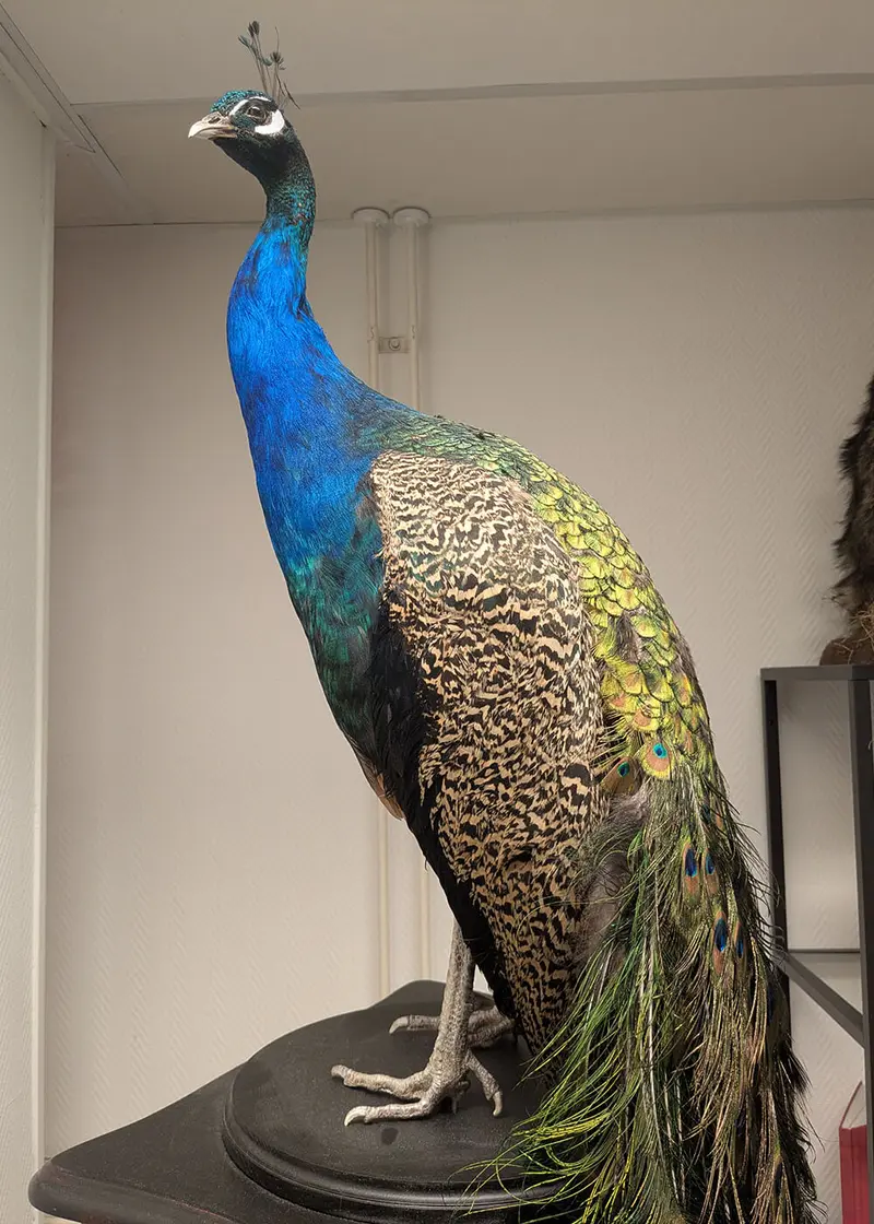 Succubus Curiosities Taxidermy Peacock Facing Left