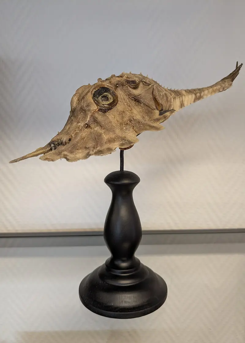 Succubus Curiosities Taxidermy Shark