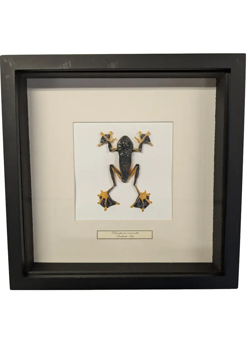 Succubus Curiosities Tree Frog in Frame