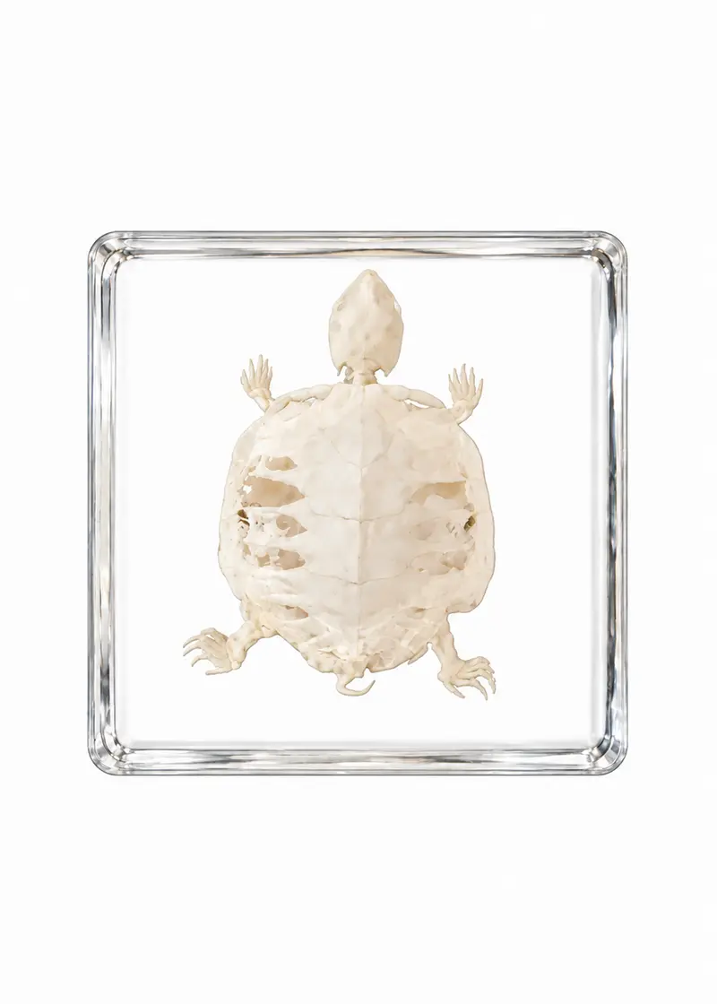 Succubus Curiosities Turtle Skeleton in Resin