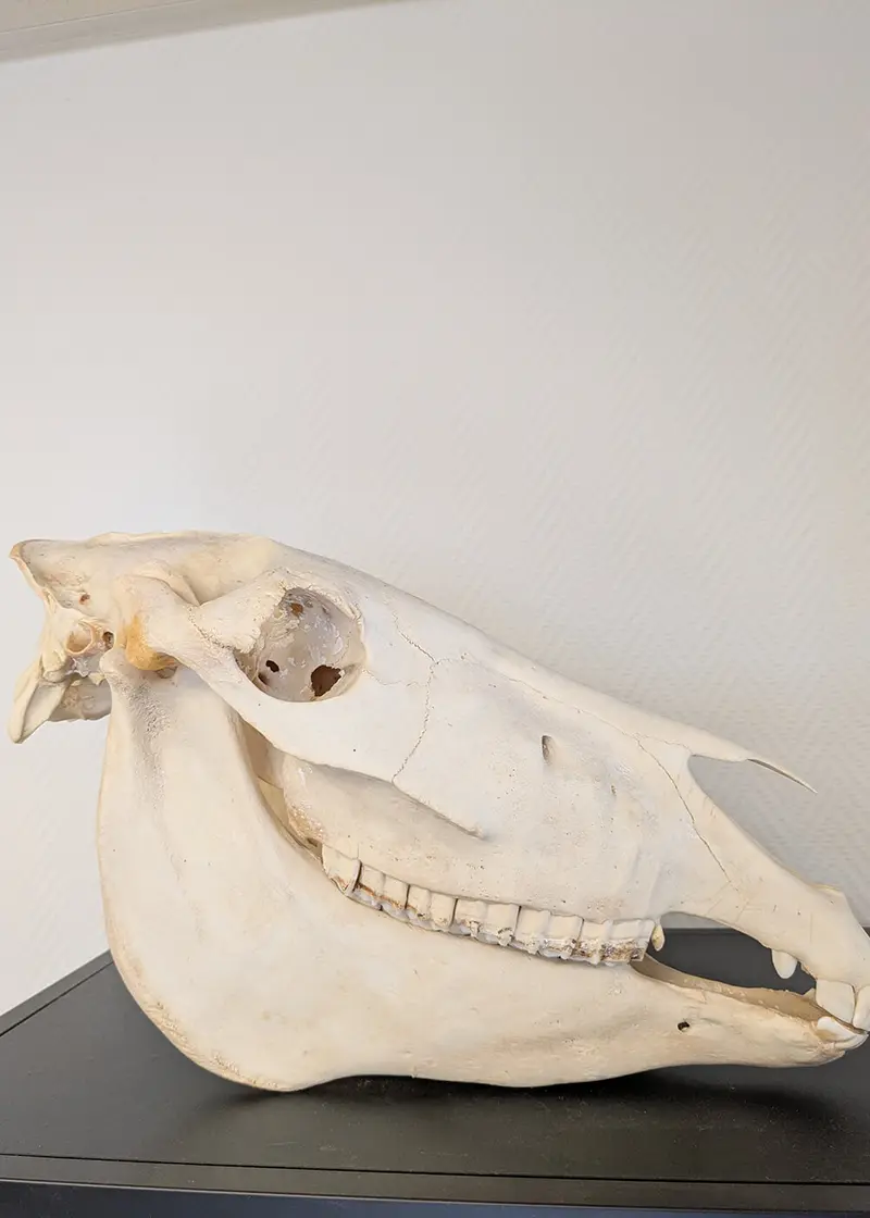 Succubus Curiosities Zebra Skull