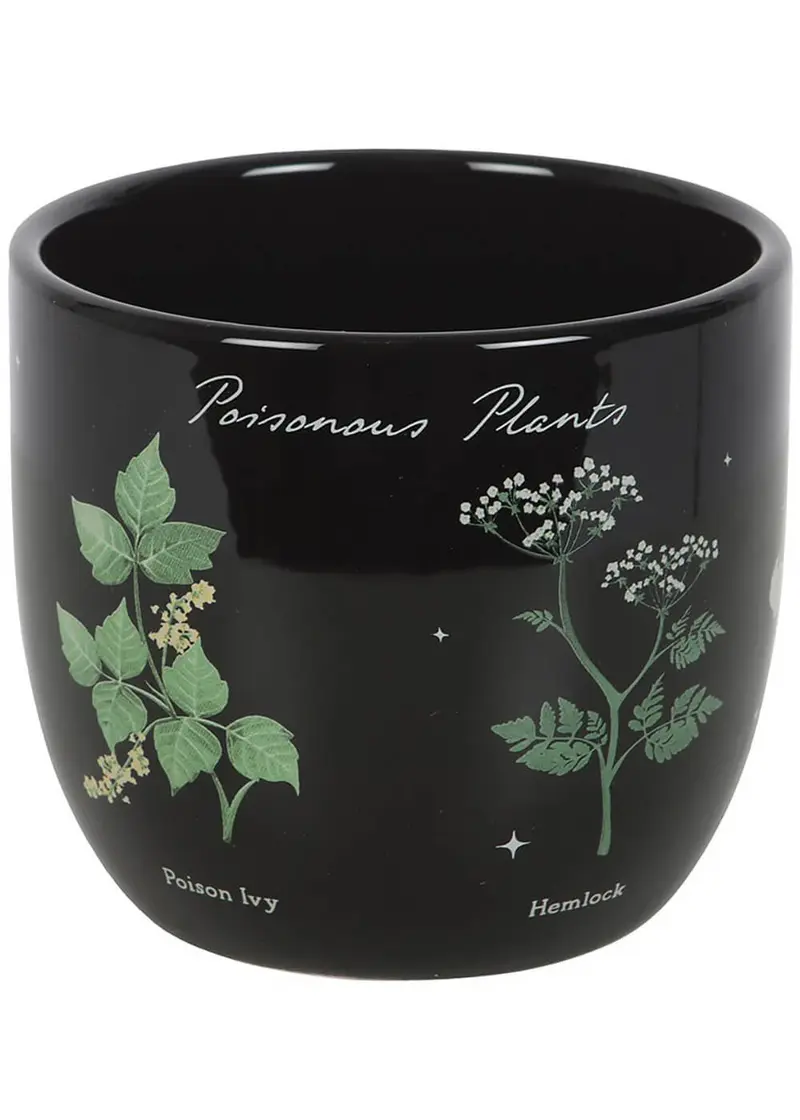 Succubus Home Poisonous Plants Black Planter