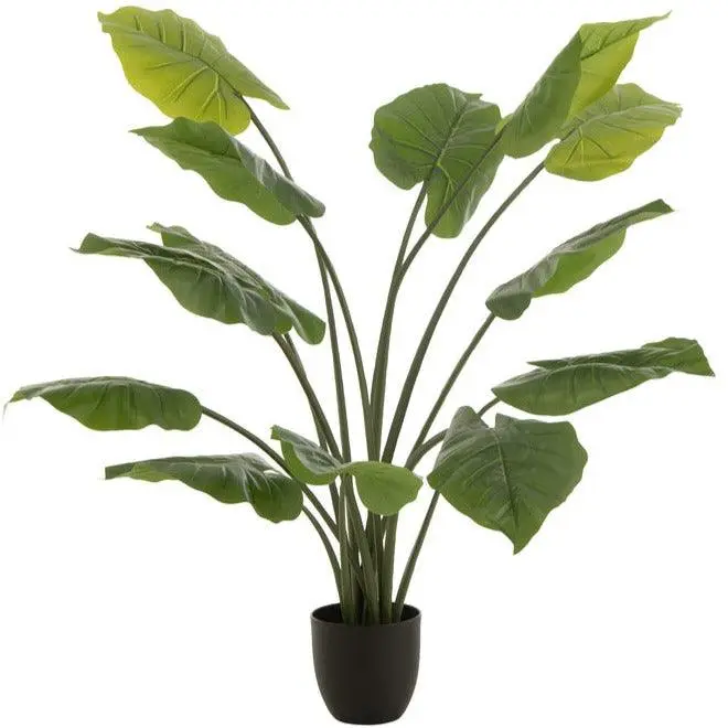 Taro Wild In Pot Plastiek Groen Large