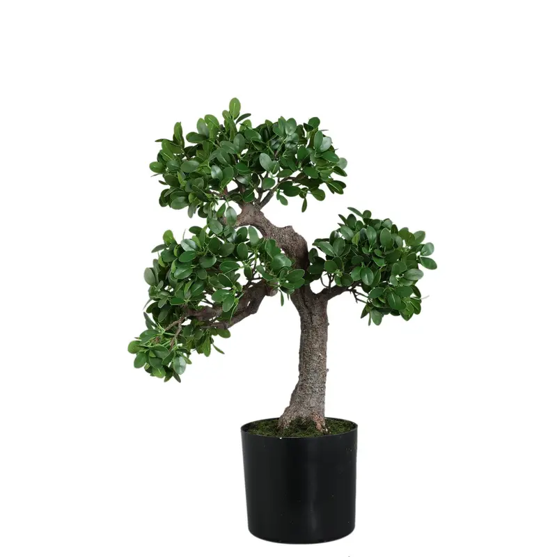 Tree Green Banyan Tree In Black Pot 50x35x80cm PTMD